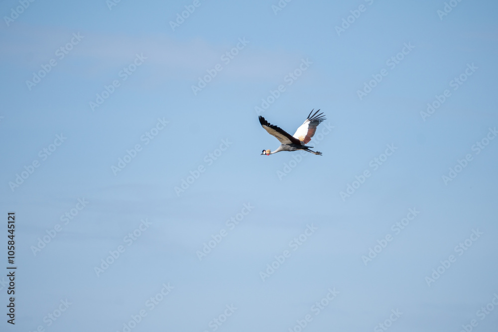 A large bird is soaring gracefully through a clear blue sky above A large bird is soaring gracefully through a clear blue sky above