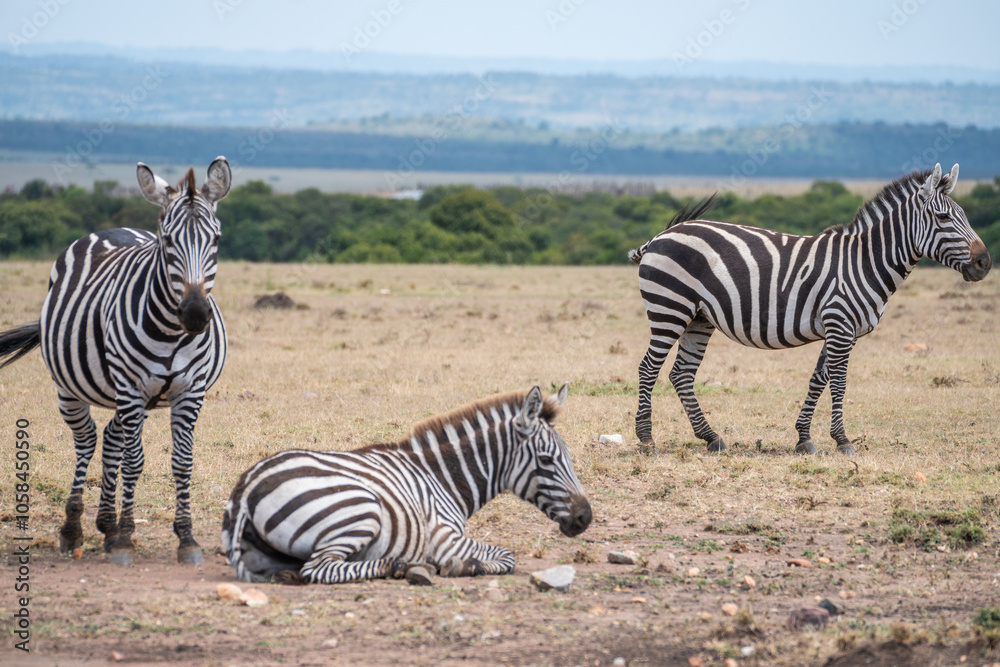 Obraz premium Zebras can be seen standing an in a field,, Masai Mara Reserve, Kenya