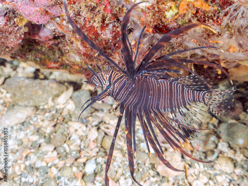 美しいハナミノカサゴ（ミノカサゴ亜科）の幼魚。
黒変種。
英名学名：Red Lionfish (Pterois volitans)
静岡県伊豆半島賀茂郡南伊豆町中木ヒリゾ浜2024年
