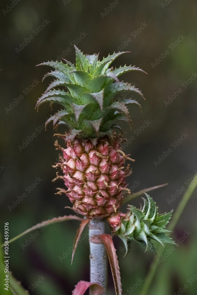 La Reunion island, small pineapple La Reunion island, small pineapple