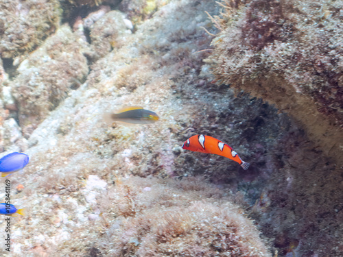 美しいツユベラ（ベラ科）の幼魚とソラスズメダイ（スズメダイ科）、ニシキベラ他の群れ。
英名学名：Yellowtail wrasse, Coris gaimard
Heavenly Damselfish (Pomacentrus coelestis) 
Cupid wrasse, Thalassoma cupido
静岡県伊豆半島賀茂郡南伊豆町中木ヒリゾ浜2024年
 photo