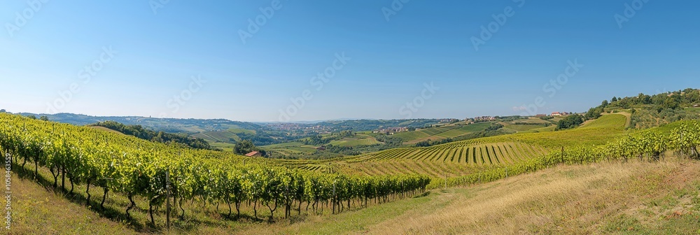Golden Vineyards: Stunning Harvest Scene in Ultra-Detailed Panoramic Landscape Photography Golden Vineyards: Stunning Harvest Scene in Ultra-Detailed Panoramic Landscape Photography