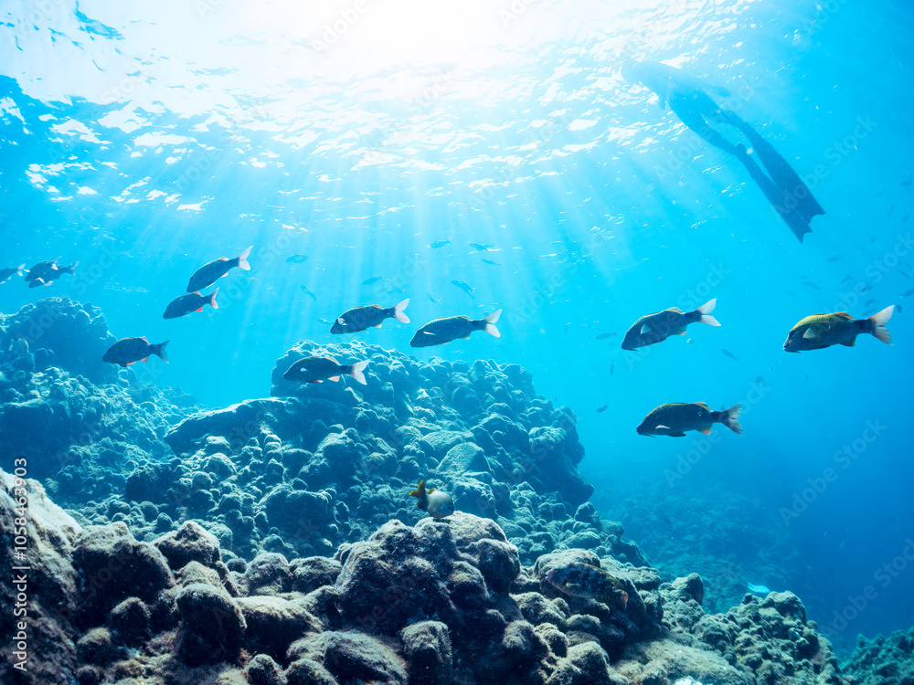 Fototapeta premium 逆光の美しいホウライヒメジ（ヒメジ科）の他群れと水面を泳ぐスキンダイバー。 英名学名：Whitesaddle goatfish (Parupeneus ciliatus) 静岡県伊豆半島賀茂郡南伊豆町中木ヒリゾ浜2024年 
