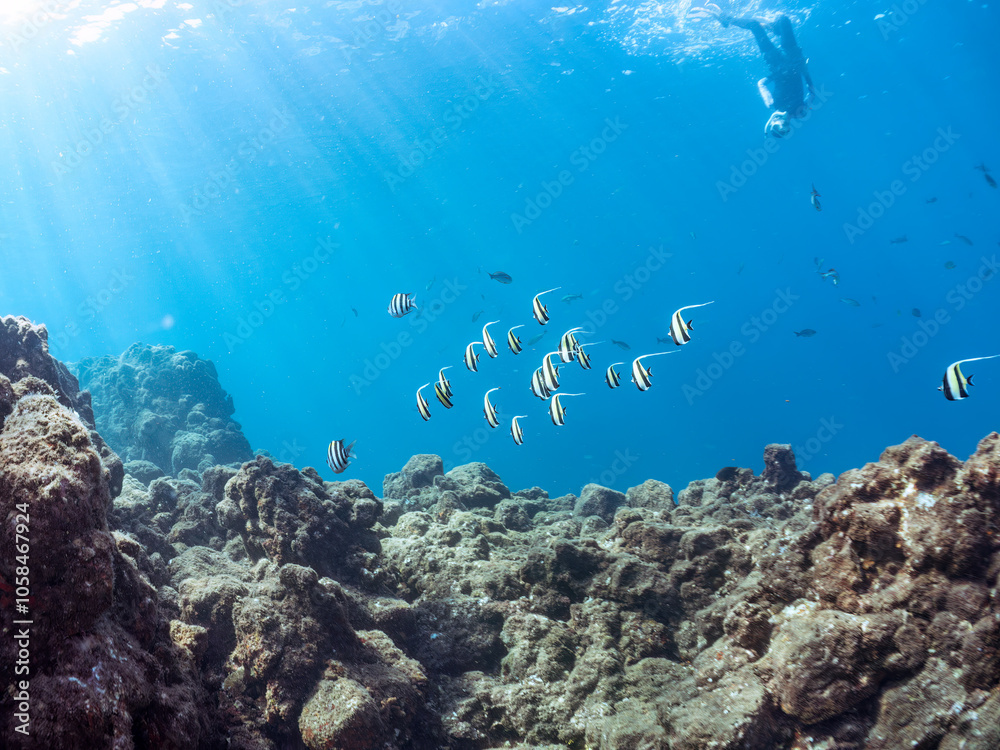 Obraz premium 美しいツノダシ(ツノダシ科)の群れ。 水面にはスキンダイバーも泳いでいる。 英名学名:Moorish Idol (Zanclus cornutus) 静岡県伊豆半島賀茂郡南伊豆町中木ヒリゾ浜2024年