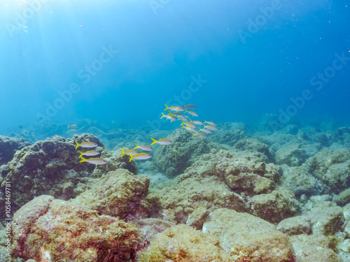 美しいアカヒメジ（ヒメジ科）他の群れ。
英名学名：Yellowfin goatfish (Mulloidichthys vanicolensis),.
静岡県伊豆半島賀茂郡南伊豆町中木ヒリゾ浜2024年
 photo