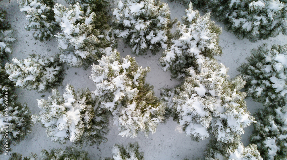 snow covered branches, snow covered tree, snow-covered snowy field, winter forest, scenic path through a snow-laden forest snow covered branches, snow covered tree, snow-covered snowy field, winter forest, scenic path through a snow-laden forest
