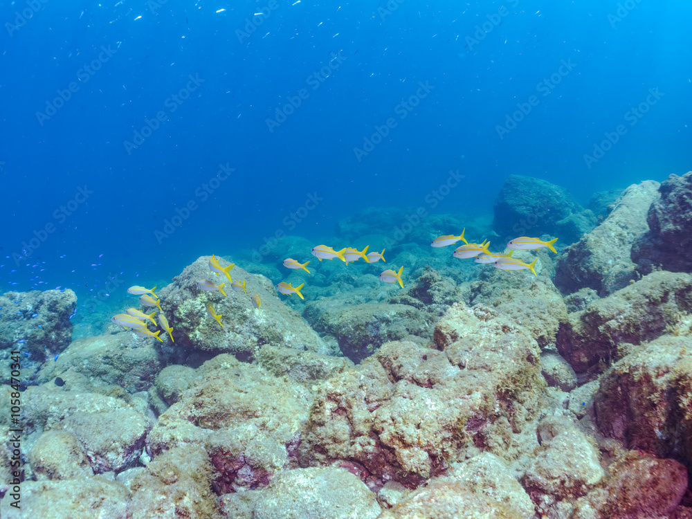 Fototapeta premium 美しいアカヒメジ（ヒメジ科）他の群れ。 英名学名：Yellowfin goatfish (Mulloidichthys vanicolensis),. 静岡県伊豆半島賀茂郡南伊豆町中木ヒリゾ浜2024年 