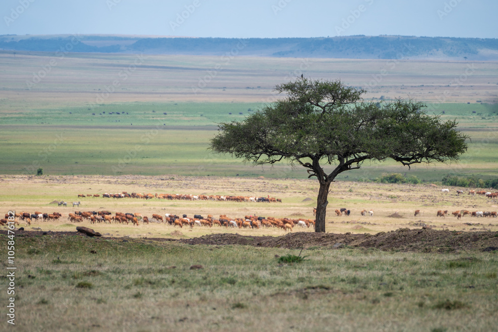 There stands a solitary tree in the very center of a grassy field, Africa There stands a solitary tree in the very center of a grassy field, Africa