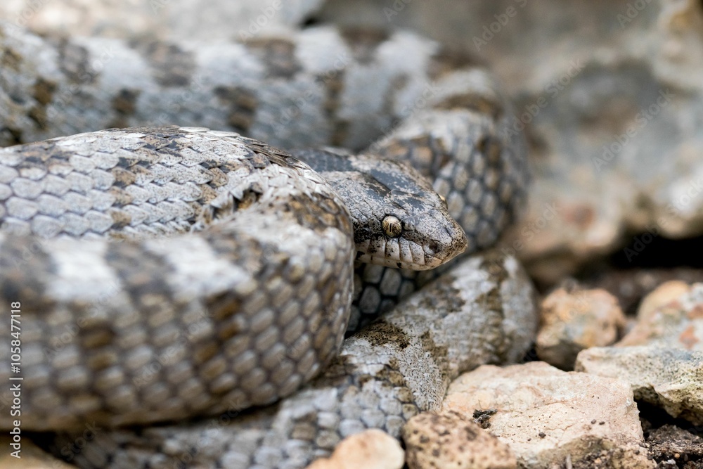 Obraz premium A detail shot of European Cat snake (Telescopus fallax) or Soosan Snake, on the island of Malta.