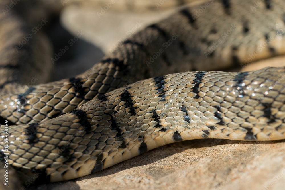 Fototapeta premium An Algerian Whip Snake, Hemorrhois algirus, found on the Island of Malta, there known as Serp Ahdar
