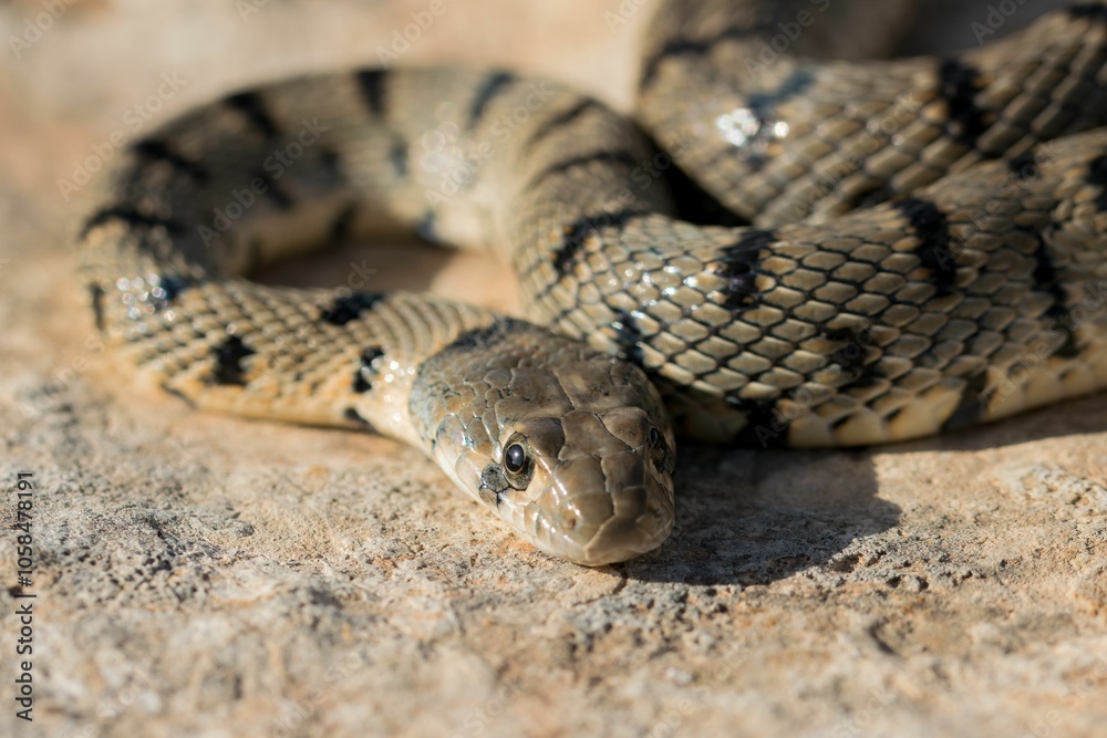 Fototapeta premium An Algerian Whip Snake, Hemorrhois algirus, found on the Island of Malta, there known as Serp Ahdar