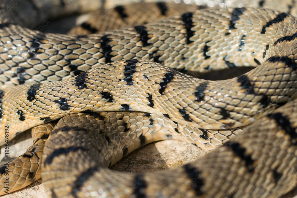 An Algerian Whip Snake, Hemorrhois algirus, found on the Island of Malta, there known as Serp A An Algerian Whip Snake, Hemorrhois algirus, found on the Island of Malta, there known as Serp A