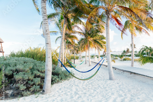 Palm Trees and White Sandy Beaches photo