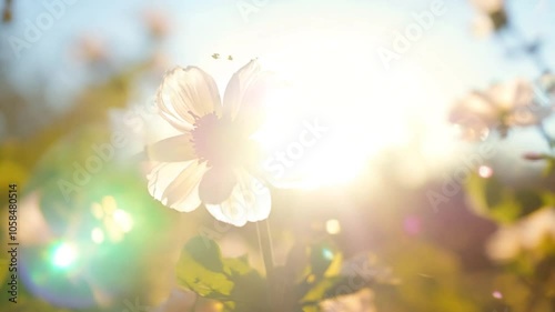 Sunny Springtime sun scene background Orchard tree video 4k Spring day nature blooming flare blurred Beautiful Abstract blossom flowers plant season flower natural beauty floral bloom garden summer c