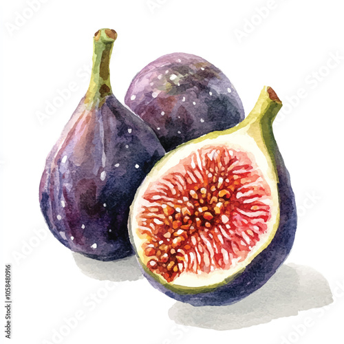  Fig fruit watercolor clipart illustratration