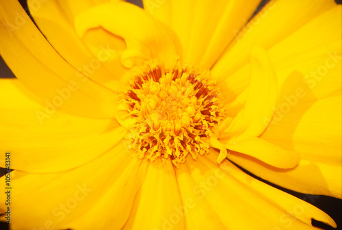 Flor chamada Dark Daisy. É uma planta vistosa que apresenta um longo período de floração. O seu nome científico é Coreopsis tinctoria. photo