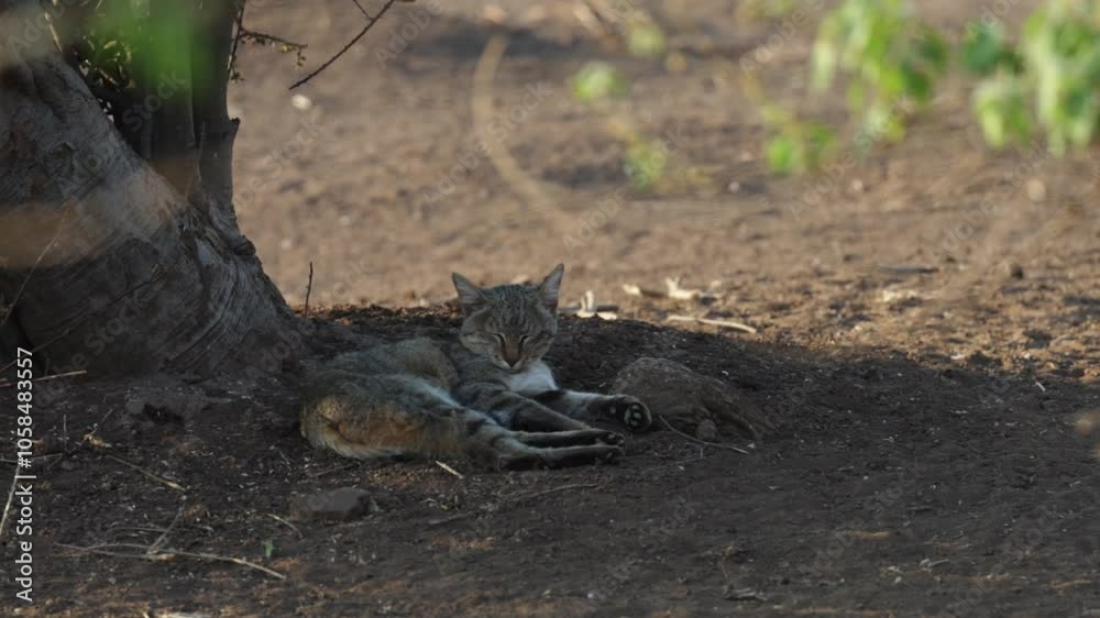 An African wild cat sleeping in the daytime An African wild cat sleeping in the daytime