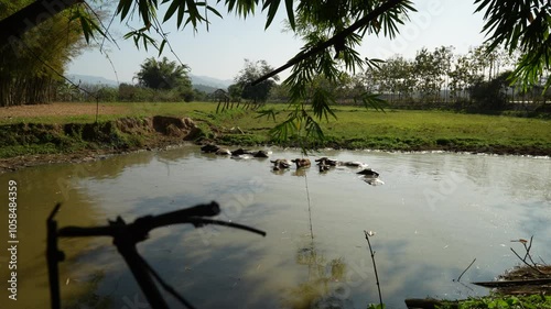 Buffaloes in lake