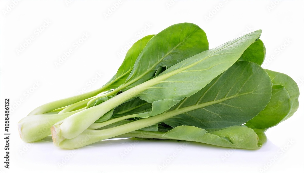 Tatsoi on white background. Tatsoi Isolated. Tatsoi on white background. Tatsoi Isolated.