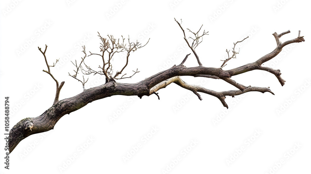 Tree Branch Decor Ideas on White Background Tree Branch Decor Ideas on White Background