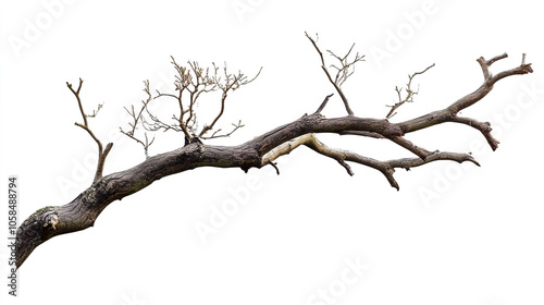 Tree Branch Decor Ideas on White Background