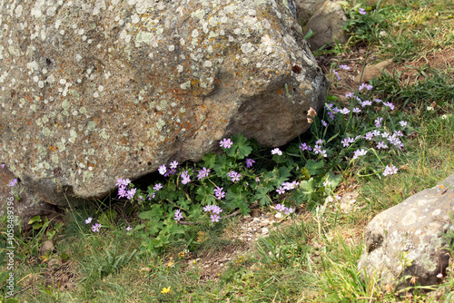 фотографія Wild geranium flowers on the base of a rock in spring