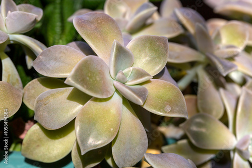 Graptopetalum paraguayense is a species of succulent plant in the jade plant family photo