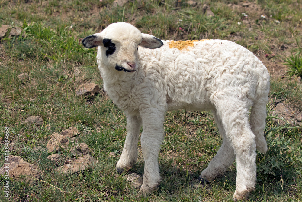 Fototapeta premium New born lamb of the Karagoz sheep breed in meadow