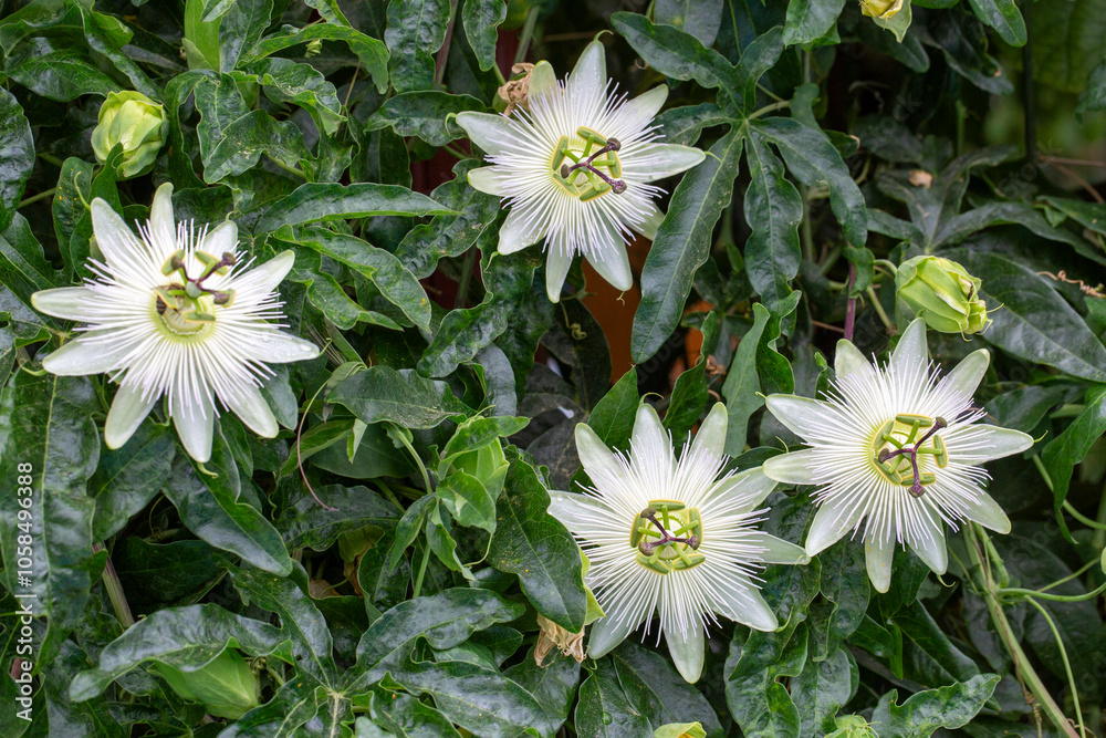 Ivy plant genus. Scientific name; Passiflora caerulea Constance Elliot