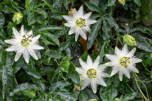 Obraz na płótnie Ivy plant genus. Scientific name; Passiflora caerulea Constance Elliot w salonie