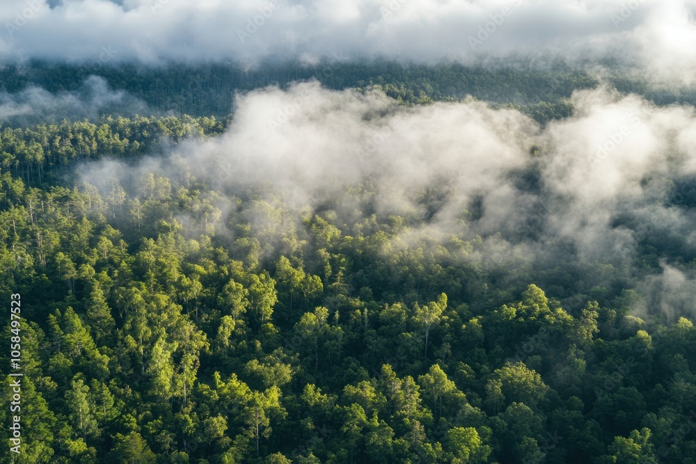 An aerial view of a dense forest with clouds casting shadows over the landscape, creating a dynamic and textured pattern on the ground, highlighting the interaction between sky and earth. An aerial view of a dense forest with clouds casting shadows over the landscape, creating a dynamic and textured pattern on the ground, highlighting the interaction between sky and earth.