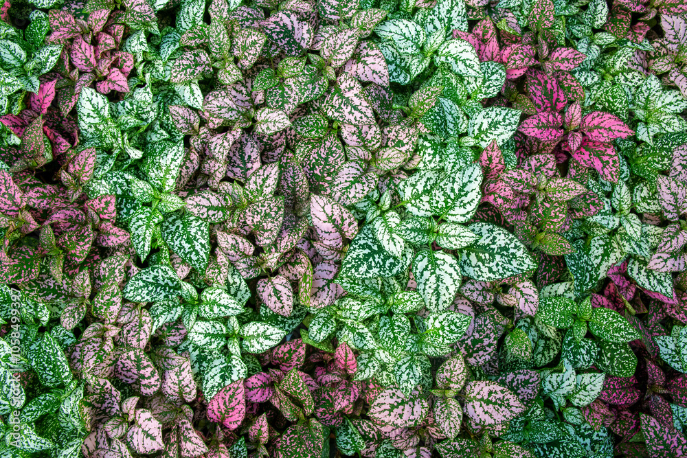 White, red and pink foliage, Hypoestes phyllostachya, garden plant, known as polka dot plant.