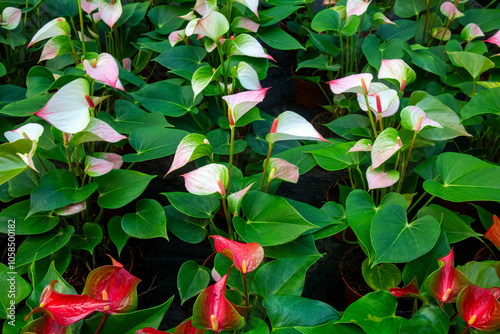 Flamingo flower Anthurium sp. Anthurium andraeanum (Flamingo Flower)  - Anthurium scherzerianum photo