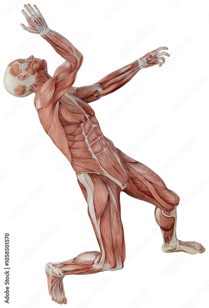 muscle body exercise person with transparent background muscle body exercise person with transparent background