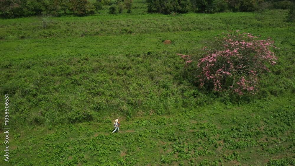 Tourists admire the beauty of Cassia javanica in full bloom at Nam Cat Tien National Park, Dong Nai province, Vietnam