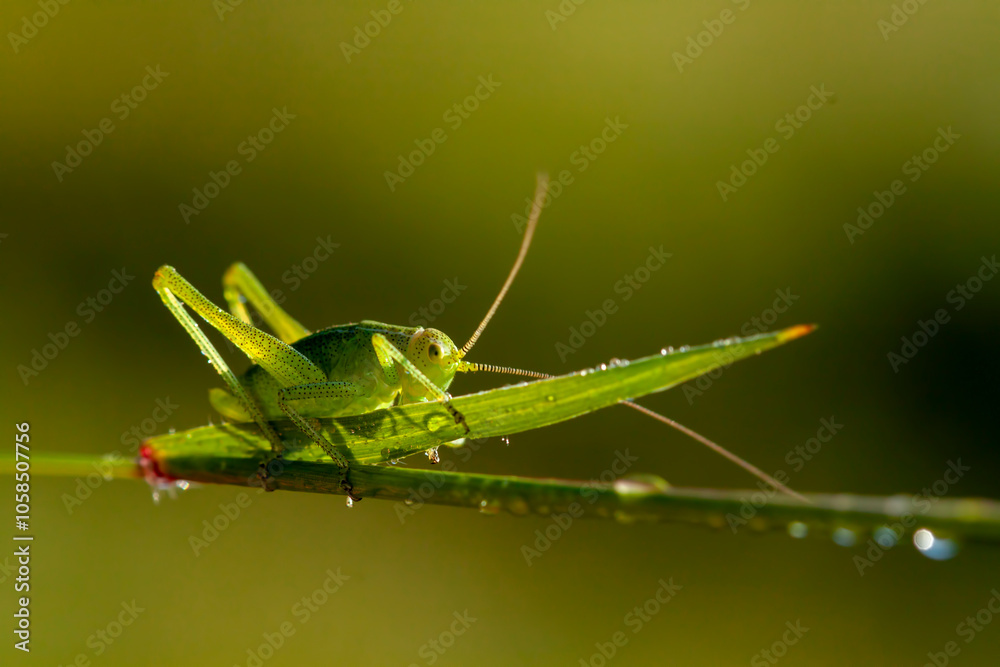 Fototapeta premium A small green grasshopper in nature