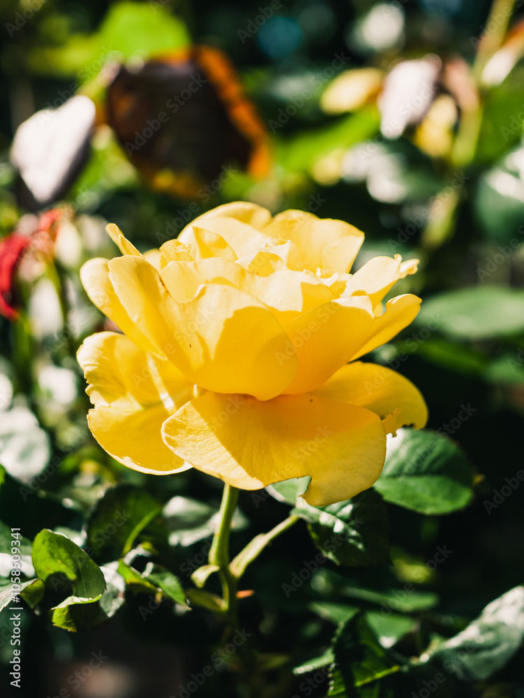 Rose in the garden Rose in the garden