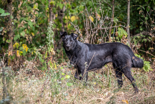 A black dog is walking through a field of tall grass