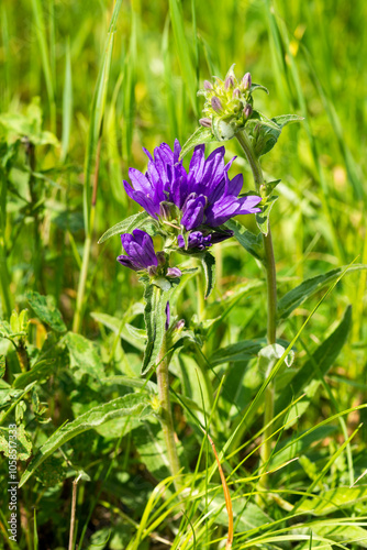  Knäuel-Glockenblume (Campanula glomerata) photo