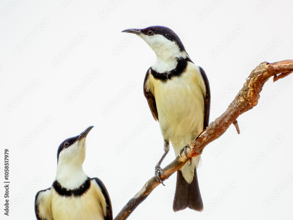 Obraz premium Banded Honeyeater (Cissomela pectoralis) in Australia