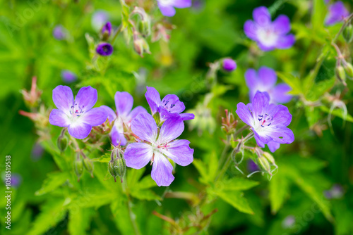 Blüten des Wald-Storchschnabel (Geranium sylvaticum) photo