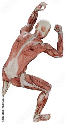 male muscle body exercise person with transparent background