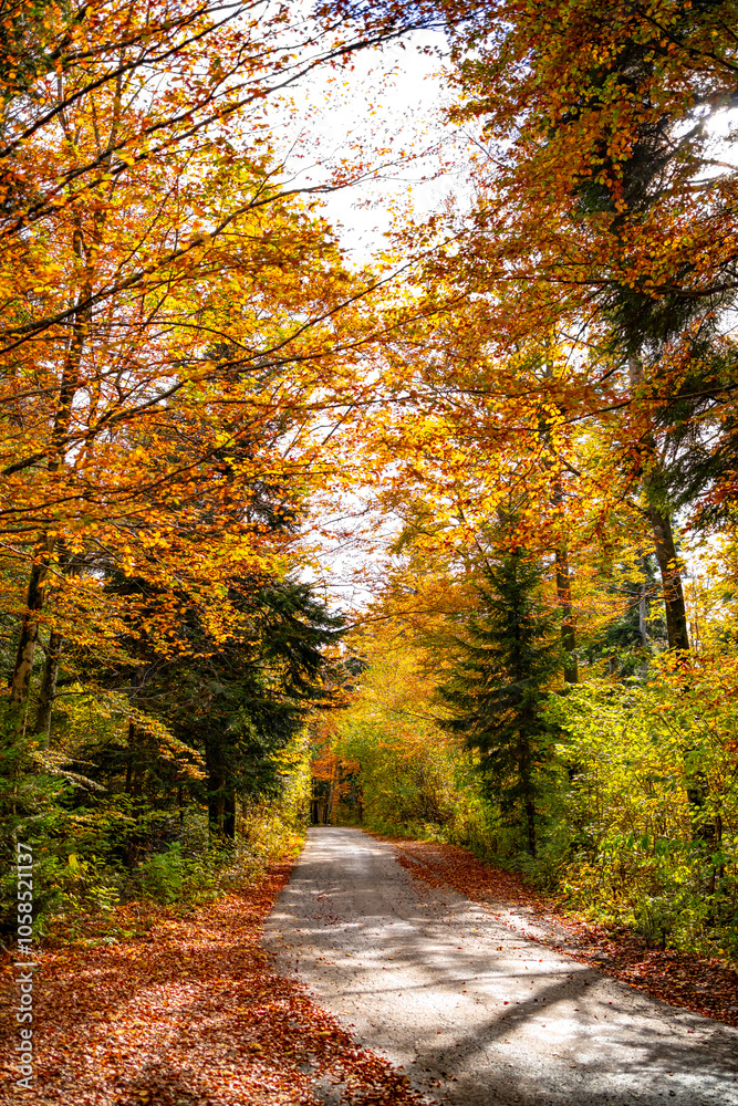 Vertical view of the road in a colourful autumn forest. The sun illuminates the colourful foliage on the trees. The image conveys the atmosphere of a real golden autumn. Outdoor walking, road trip