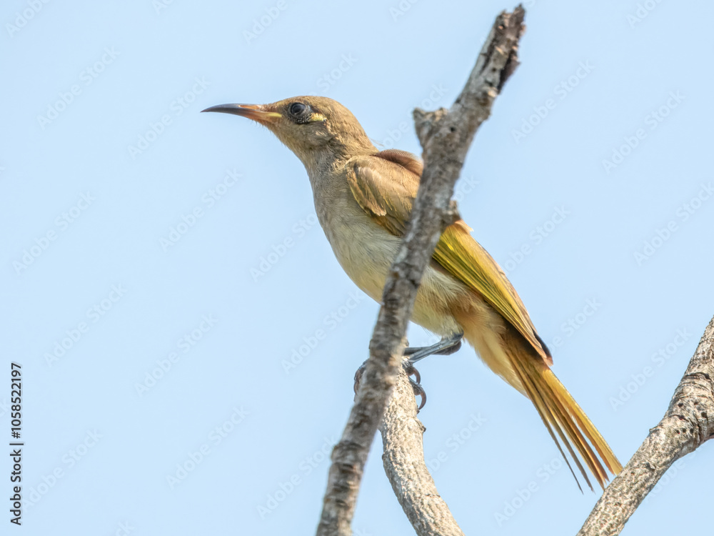 Fototapeta premium Brown Honeyeater (Lichmera indistincta) in Australia