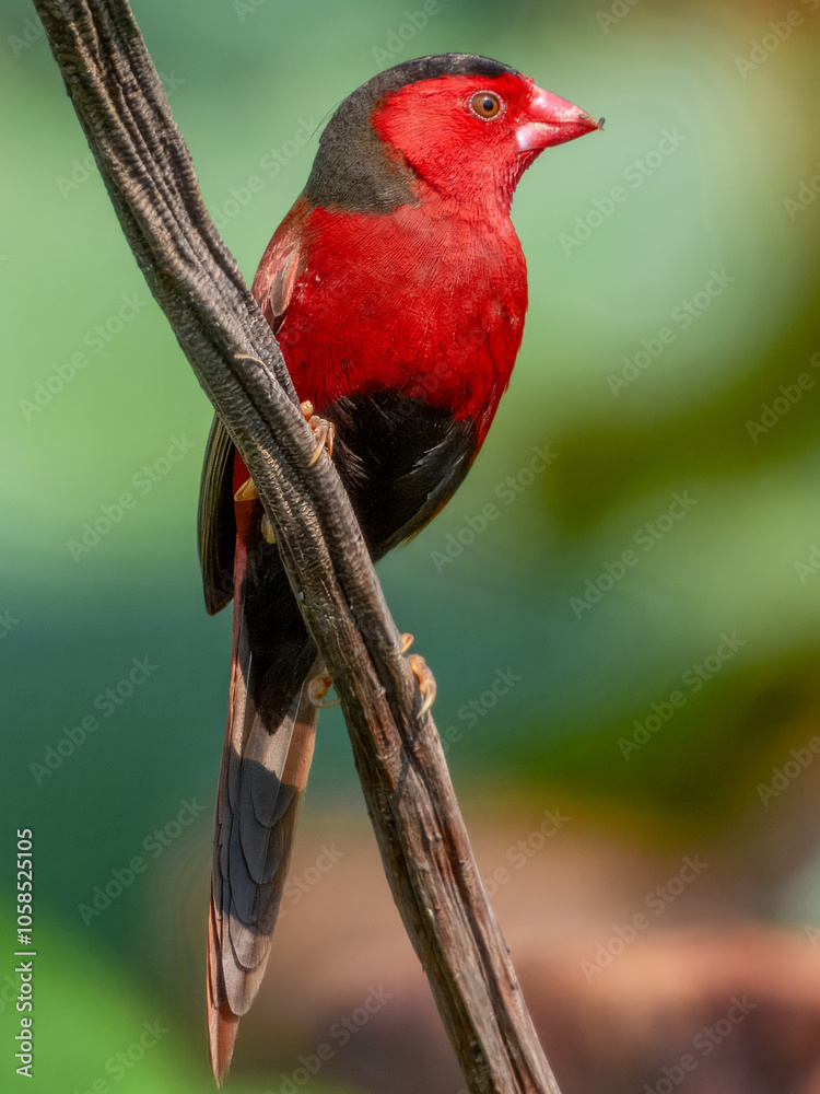 Stunning native bird with beautiful plumage. Found in rural outback areas of Australia. Stunning native bird with beautiful plumage. Found in rural outback areas of Australia.
