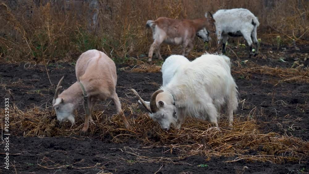 The concept of goat breeding in the village. Goats eat grass in the field in autumn. The concept of goat breeding in the village. Goats eat grass in the field in autumn.