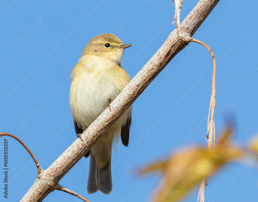 Obraz premium Common chiffchaff, Phylloscopus collybita. A bird sits on a branch against the sky
