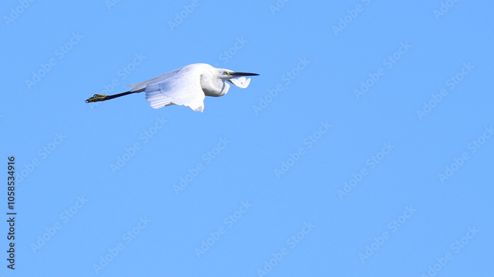 Fototapeta premium vola vola