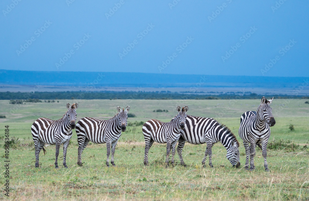 Obraz premium Zebras can be seen standing an in a field,, Masai Mara Reserve, Kenya