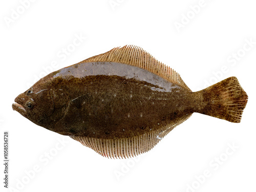 鮮魚のヒラメ　全身姿の切り抜き素材